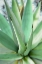 Picture of AGAVE SUCCULENT #1