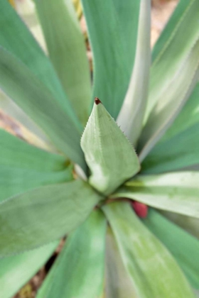 Picture of AGAVE SUCCULENT #2