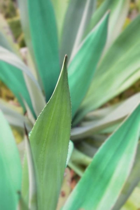 Picture of AGAVE SUCCULENT #3