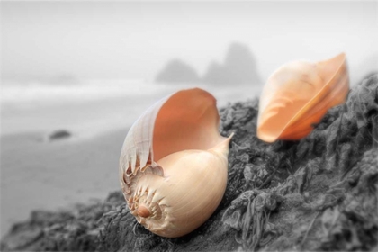 Picture of CRESCENT BEACH SHELLS #20