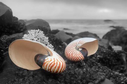 Picture of CRESCENT BEACH SHELLS 2