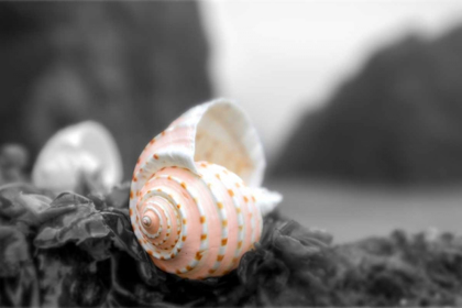 Picture of CRESENT BEACH SEASHELL #1A
