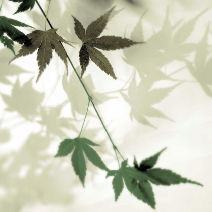 Picture of JAPANESE MAPLE #2