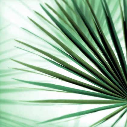 Picture of PALM LEAF #1