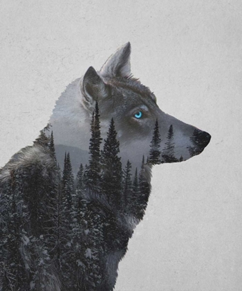 Picture of WINTER WOLF