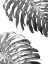 Picture of DOUBLE PHILODENDRON - BW