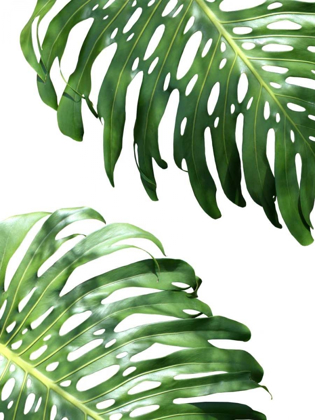 Picture of DOUBLE PHILODENDRON - COLOR