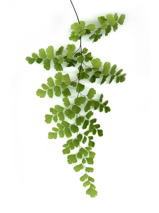 Picture of GREEN MAIDENHAIR