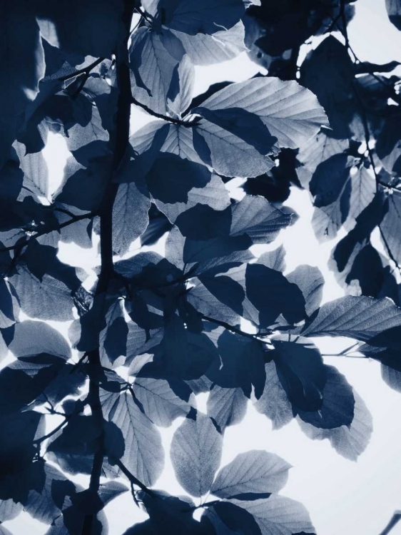 Picture of INDIGO LEAVES