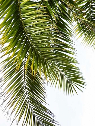 Picture of PALM LEAVES