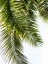 Picture of PALM LEAVES