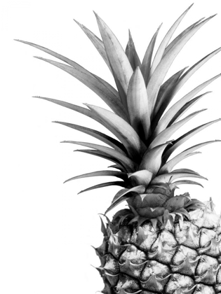 Picture of PINEAPPLE - BW