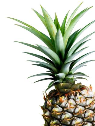 Picture of PINEAPPLE - COLOR