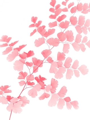 Picture of PINK MAIDENHAIR