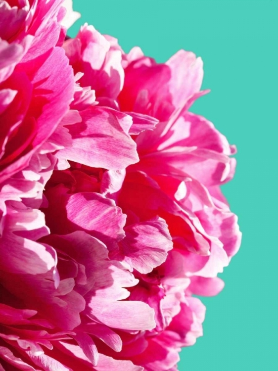 Picture of PINK PEONY