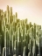 Picture of PINK SKY CACTUS