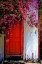 Picture of RED DOOR