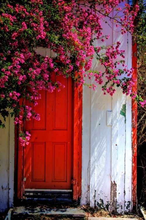 Picture of RED DOOR