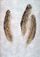 Picture of FEATHER - 2
