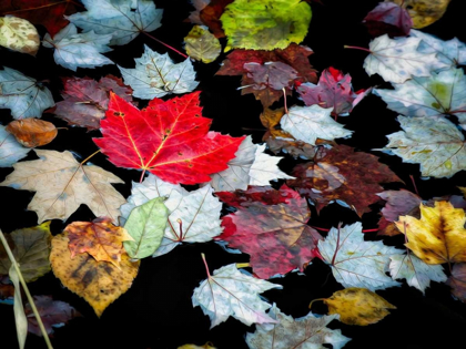 Picture of AUTUMN LEAVES