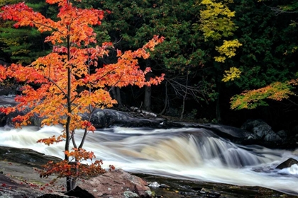 Picture of AUTUMN, LOWER ROSSEAU FALLS