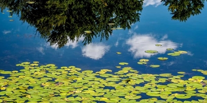 Picture of WATER LILIES AND REFLECTION