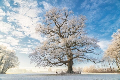 Picture of COLD OAK
