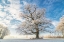 Picture of COLD OAK