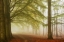 Picture of DREAMWALKERS