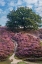 Picture of PURPLE HEATH