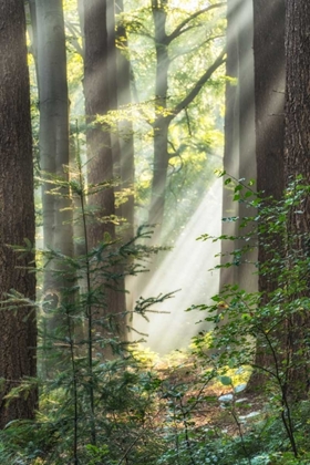 Picture of SUNBEAM AND SPIDERWEB