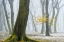 Picture of WINTER COLORS