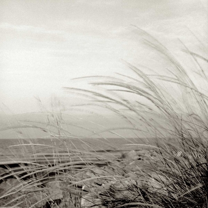 Picture of TUSCAN COAST DUNES - 1