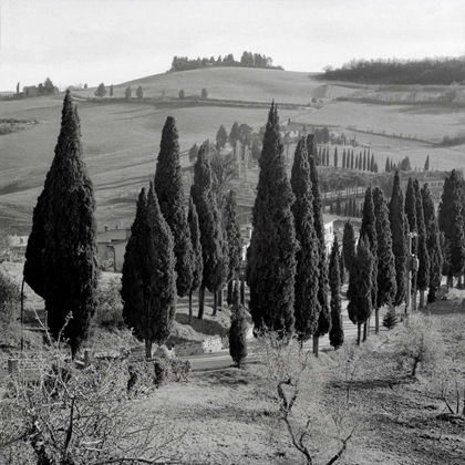 Picture of TUSCANY - 4