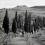 Picture of TUSCANY - 4