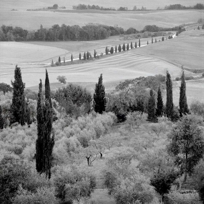 Picture of TUSCANY - 6