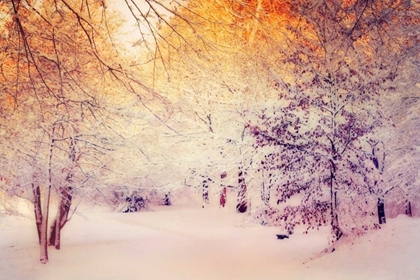 Picture of SNOWY SUNRISE
