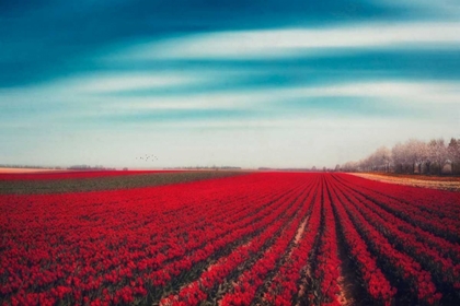 Picture of TULIPS