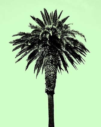 Picture of PALM TREE 1996 (GREEN)