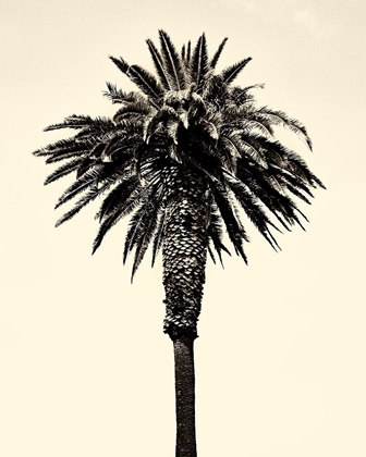 Picture of PALM TREE 1996 (TAN)