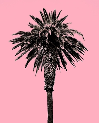 Picture of PALM TREE 1996 (PINK)
