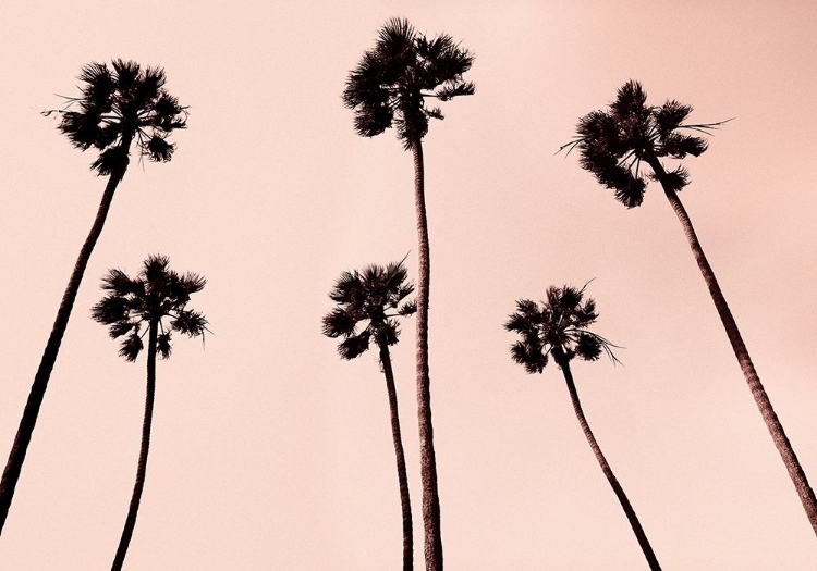 Picture of PALM TREES 1997 COPPER