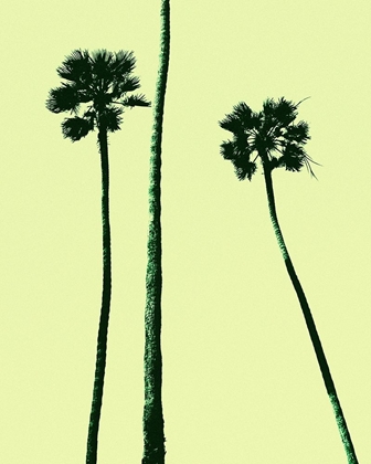 Picture of PALM TREES 2000 (CYAN)