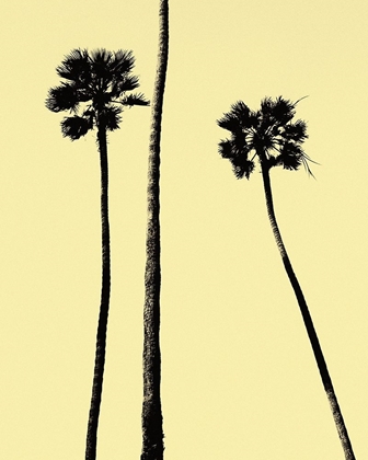 Picture of PALM TREES 2000 (YELLOW)