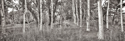 Picture of BIRCH TREES NO.2