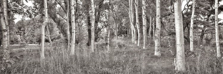 Picture of BIRCH TREES NO.2