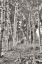 Picture of BIRCH TREES NO.3