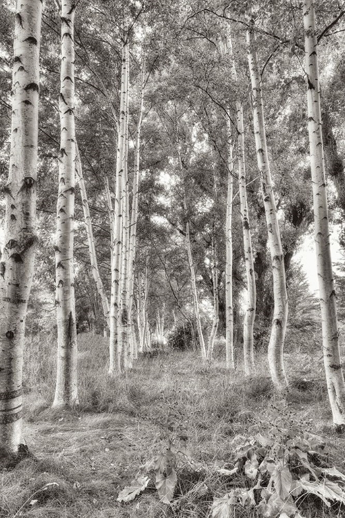 Picture of BIRCH TREES NO.3