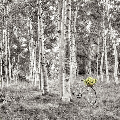 Picture of SUNFLOWER BICYCLE RIDE