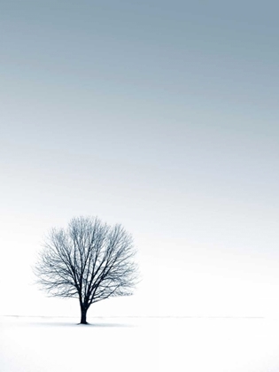 Picture of TREE IN WINTERSCAPE